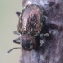 Leaf beetle - Pachnephorus pilosus | Fotografijos autorius : Romas Ferenca | © Macronature.eu | Macro photography web site