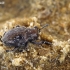 Švelnusis smėlinukas - Pachnephorus pilosus | Fotografijos autorius : Gintautas Steiblys | © Macronature.eu | Macro photography web site