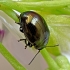 Leaf beetle - Phaedon armoraciae | Fotografijos autorius : Kazimieras Martinaitis | © Macronature.eu | Macro photography web site