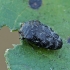 Leaf-mining Jewel Beetle - Trachys minutus | Fotografijos autorius : Gintautas Steiblys | © Macronature.eu | Macro photography web site