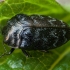 Leaf-mining Jewel Beetle - Trachys minutus | Fotografijos autorius : Žilvinas Pūtys | © Macronature.eu | Macro photography web site