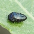 Leaf-mining Jewel Beetle - Trachys minutus | Fotografijos autorius : Romas Ferenca | © Macronature.eu | Macro photography web site