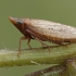 Leafhopper - Aphrodes makarovi ?? | Fotografijos autorius : Gintautas Steiblys | © Macronature.eu | Macro photography web site