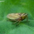 Leafhopper - Aphrodes makarovi  | Fotografijos autorius : Romas Ferenca | © Macronature.eu | Macro photography web site