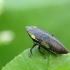 Leafhopper - Aphrodes makarovi, nymph | Fotografijos autorius : Vidas Brazauskas | © Macronature.eu | Macro photography web site