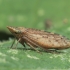 Leafhopper - Aphrodes makarovi | Fotografijos autorius : Gintautas Steiblys | © Macronature.eu | Macro photography web site