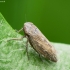 Leafhopper - Euscelis incisa | Fotografijos autorius : Vidas Brazauskas | © Macronature.eu | Macro photography web site