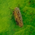 Leafhopper - Euscelis incisa | Fotografijos autorius : Romas Ferenca | © Macronature.eu | Macro photography web site