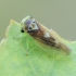 Leafhopper - Populicerus populi | Fotografijos autorius : Gintautas Steiblys | © Macronature.eu | Macro photography web site