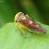 Leafhopper - Populicerus populi | Fotografijos autorius : Romas Ferenca | © Macronature.eu | Macro photography web site