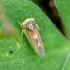 Leafhopper - Populicerus populi | Fotografijos autorius : Kazimieras Martinaitis | © Macronature.eu | Macro photography web site