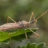Leafhopper assassin bug - Zelus renardii | Fotografijos autorius : Žilvinas Pūtys | © Macronature.eu | Macro photography web site
