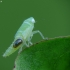 Leafhopper's nymph ? | Fotografijos autorius : Vidas Brazauskas | © Macronature.eu | Macro photography web site