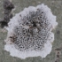 Lekanora - Lecanora sp. | Fotografijos autorius : Vytautas Gluoksnis | © Macrogamta.lt | Šis tinklapis priklauso bendruomenei kuri domisi makro fotografija ir fotografuoja gyvąjį makro pasaulį.