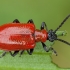 Lelijinis čiuželis - Lilioceris lilii | Fotografijos autorius : Žilvinas Pūtys | © Macrogamta.lt | Šis tinklapis priklauso bendruomenei kuri domisi makro fotografija ir fotografuoja gyvąjį makro pasaulį.