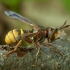 Lenktapilvė musė - Conops vesicularis ♂ | Fotografijos autorius : Žilvinas Pūtys | © Macrogamta.lt | Šis tinklapis priklauso bendruomenei kuri domisi makro fotografija ir fotografuoja gyvąjį makro pasaulį.