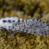 Leopard Moth - Zeuzera pyrina | Fotografijos autorius : Žilvinas Pūtys | © Macronature.eu | Macro photography web site