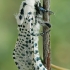 Leopard Moth - Zeuzera pyrina | Fotografijos autorius : Gintautas Steiblys | © Macronature.eu | Macro photography web site