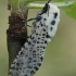 Leopard Moth - Zeuzera pyrina | Fotografijos autorius : Gintautas Steiblys | © Macronature.eu | Macro photography web site