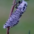 Leopard Moth - Zeuzera pyrina | Fotografijos autorius : Romas Ferenca | © Macronature.eu | Macro photography web site