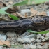 Leopard slug - Limax maximus | Fotografijos autorius : Gintautas Steiblys | © Macronature.eu | Macro photography web site