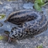 Leopard slug - Limax maximus | Fotografijos autorius : Žilvinas Pūtys | © Macronature.eu | Macro photography web site