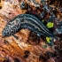 Leopard slug - Limax maximus | Fotografijos autorius : Oskaras Venckus | © Macronature.eu | Macro photography web site