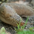 Leopard slug - Limax maximus | Fotografijos autorius : Gintautas Steiblys | © Macronature.eu | Macro photography web site