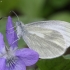 Garstytė - Leptidea sinapis / juvernica agg. | Fotografijos autorius : Vytautas Gluoksnis | © Macrogamta.lt | Šis tinklapis priklauso bendruomenei kuri domisi makro fotografija ir fotografuoja gyvąjį makro pasaulį.