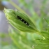 Leptocerus interruptus | Fotografijos autorius : Agnė Kulpytė | © Macrogamta.lt | Šis tinklapis priklauso bendruomenei kuri domisi makro fotografija ir fotografuoja gyvąjį makro pasaulį.