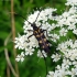 Gelsvaūsis grakštenis - Leptura annularis Fabricius, 1801 | Fotografijos autorius : Vitalii Alekseev | © Macrogamta.lt | Šis tinklapis priklauso bendruomenei kuri domisi makro fotografija ir fotografuoja gyvąjį makro pasaulį.