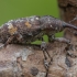 Lesser Banded Pine Weevil - Pissodes castaneus | Fotografijos autorius : Žilvinas Pūtys | © Macronature.eu | Macro photography web site