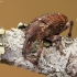 Taškuotasis smaliukas - Pissodes castaneus | Fotografijos autorius : Žilvinas Pūtys | © Macronature.eu | Macro photography web site