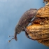 Lesser Banded Pine Weevil - Pissodes cf. castaneus | Fotografijos autorius : Mindaugas Leliunga | © Macronature.eu | Macro photography web site