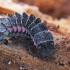 Lesser Black Glow-worm - Phosphaenus hemipterus, larva | Fotografijos autorius : Gintautas Steiblys | © Macronature.eu | Macro photography web site