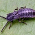 Lesser Black Glow-worm - Phosphaenus hemipterus | Fotografijos autorius : Kazimieras Martinaitis | © Macronature.eu | Macro photography web site