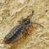 Lesser Black Glow-worm - Phosphaenus hemipterus | Fotografijos autorius : Vidas Brazauskas | © Macronature.eu | Macro photography web site