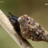 Slapioji ena - Merdigera obscura  | Fotografijos autorius : Gintautas Steiblys | © Macrogamta.lt | Šis tinklapis priklauso bendruomenei kuri domisi makro fotografija ir fotografuoja gyvąjį makro pasaulį.