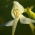 Lesser Butterfly-orchid - Platanthera bifolia | Fotografijos autorius : Ramunė Vakarė | © Macronature.eu | Macro photography web site