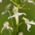 Lesser Butterfly-orchid - Platanthera bifolia | Fotografijos autorius : Nomeda Vėlavičienė | © Macronature.eu | Macro photography web site