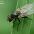 Lesser House Fly - Fannia sp.  | Fotografijos autorius : Gintautas Steiblys | © Macronature.eu | Macro photography web site