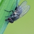 Lesser House Fly - Fannia sp. | Fotografijos autorius : Gintautas Steiblys | © Macronature.eu | Macro photography web site