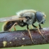 Lesser Spring Blacklet - Cheilosia albipila | Fotografijos autorius : Gintautas Steiblys | © Macronature.eu | Macro photography web site