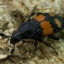 Lesser Vespillo Burying Beetle - Nicrophorus vespilloides  | Fotografijos autorius : Gintautas Steiblys | © Macronature.eu | Macro photography web site