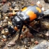 Lesser Vespillo Burying Beetle - Nicrophorus vespilloides | Fotografijos autorius : Vitalii Alekseev | © Macronature.eu | Macro photography web site