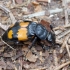 Lesser Vespillo Burying Beetle - Nicrophorus vespilloides | Fotografijos autorius : Gintautas Steiblys | © Macronature.eu | Macro photography web site