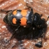 Lesser Vespillo Burying Beetle - Nicrophorus vespilloides | Fotografijos autorius : Ramunė Vakarė | © Macronature.eu | Macro photography web site