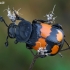 Lesser Vespillo Burying Beetle - Nicrophorus vespilloides | Fotografijos autorius : Gintautas Steiblys | © Macronature.eu | Macro photography web site