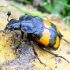 Lesser Vespillo Burying Beetle - Nicrophorus vespilloides | Fotografijos autorius : Romas Ferenca | © Macronature.eu | Macro photography web site