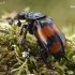 Lesser Vespillo Burying Beetle - Nicrophorus vespiloides  | Fotografijos autorius : Gintautas Steiblys | © Macronature.eu | Macro photography web site